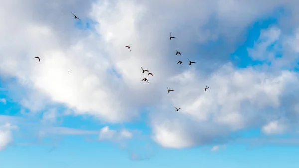 Bando Pássaros Céu Azul — Fotografia de Stock