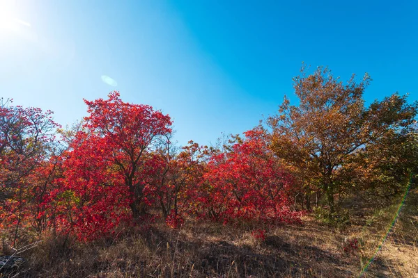 Renkli Sonbahar Ağaçlar Sahne — Stok fotoğraf