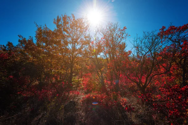Barevné Podzimní Stromy Scéna — Stock fotografie