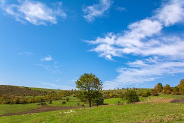 Ağaçlar yeşil bir yamaca