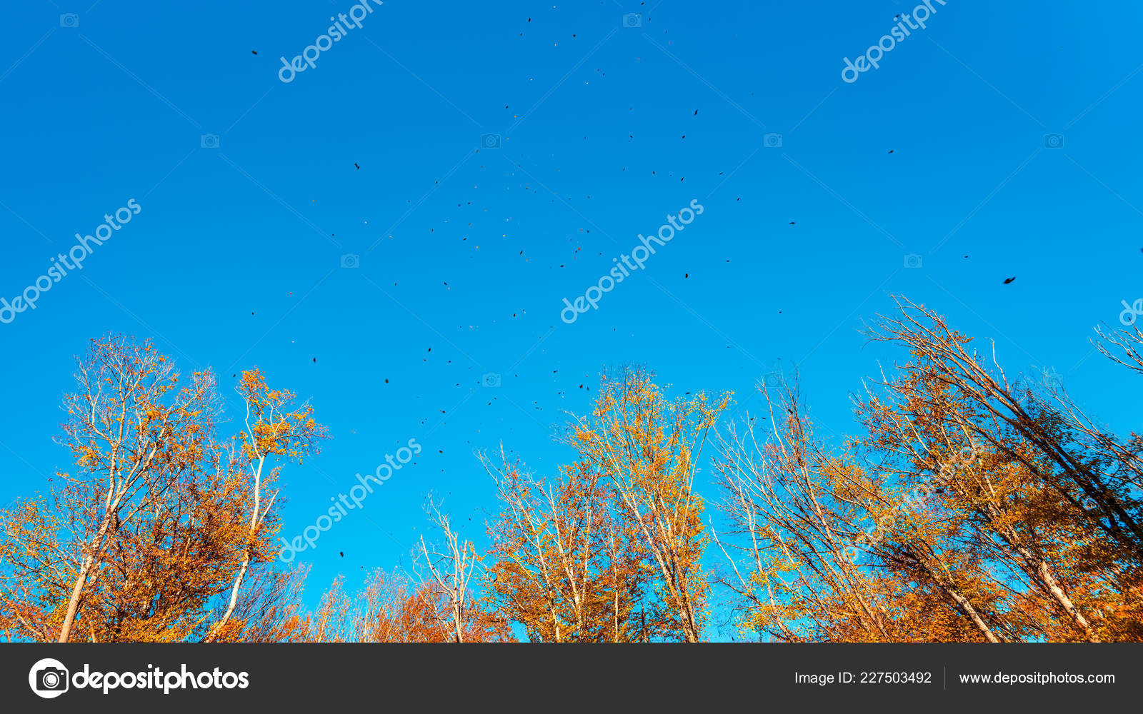 Folhas Outono Voando Vento Stock Photo C Armastus 227503492