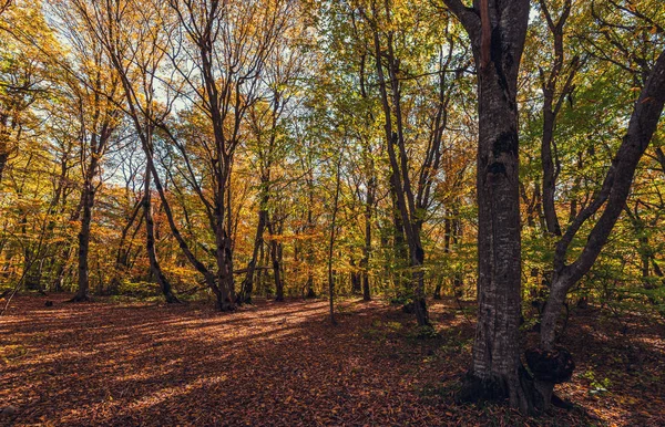 Färgglad Höst Skogslandskap — Stockfoto