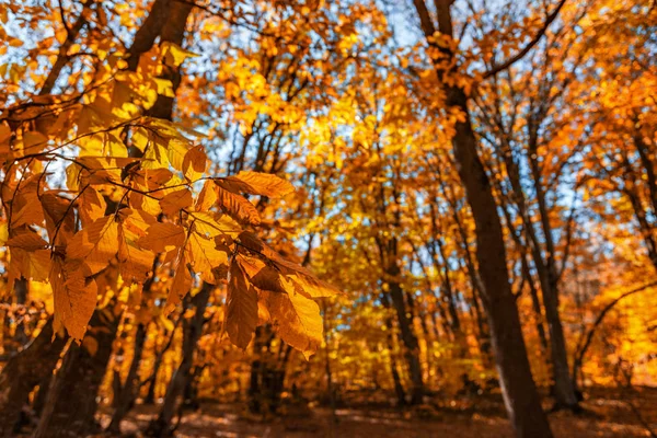 Renkli Sonbahar Orman Manzarası — Stok fotoğraf