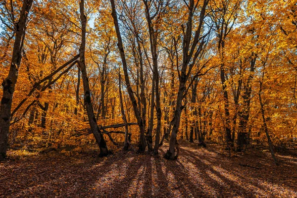 Farbenfrohe Herbstliche Waldlandschaft — Stockfoto