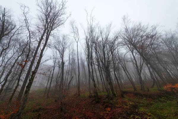 Crown of bare trees in fog