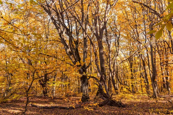 秋の森のカラフルな風景 — ストック写真