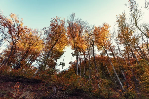 Renkli Sonbahar Ağaçlar Sahne — Stok fotoğraf