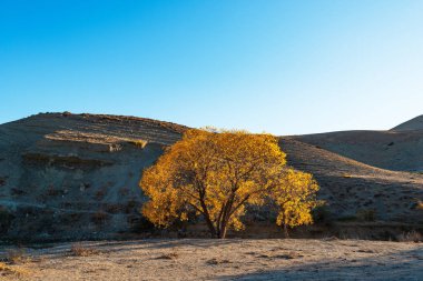 Sonbahar dağ manzara, sarı ağaç