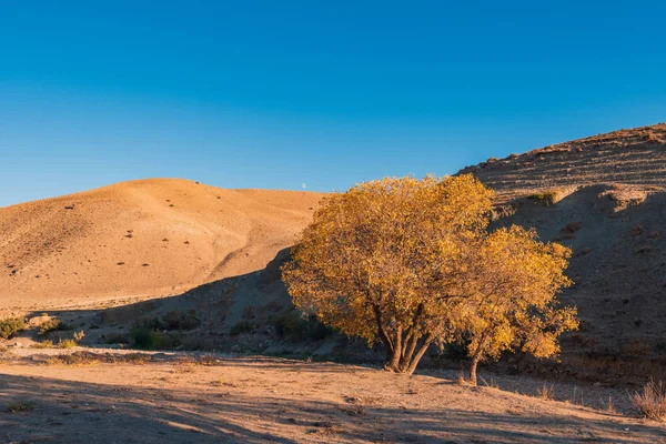 Podzimní Strom Horské Krajiny Žlutá — Stock fotografie