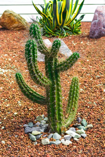 Cactus Espinoso Grande Parque —  Fotos de Stock