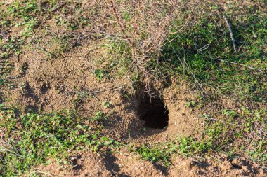 Vahşi bir hayvan toprakta derin delik