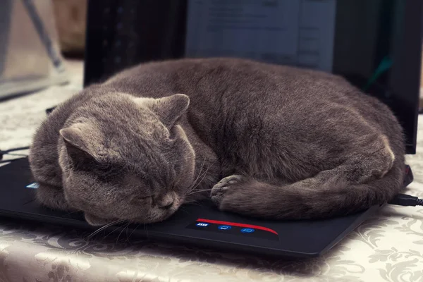 Brit Rövidszőrű Macska Egy Laptop — Stock Fotó