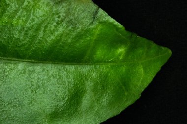 Siyah arkaplanda yeşil yaprak