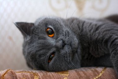 Britanya ile ilgili stenografi kedi kanepede uyur