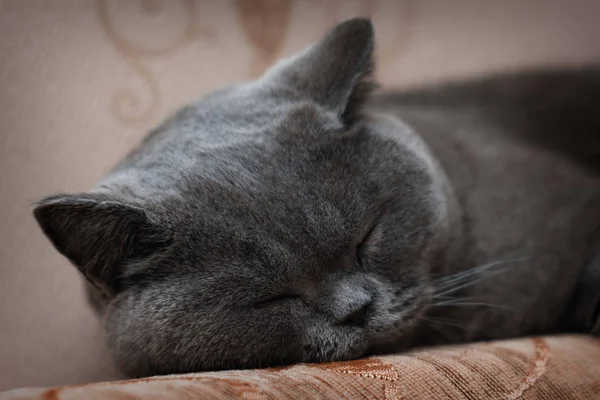 Pisica Britanică Aer Scurt Doarme Canapea — Fotografie, imagine de stoc