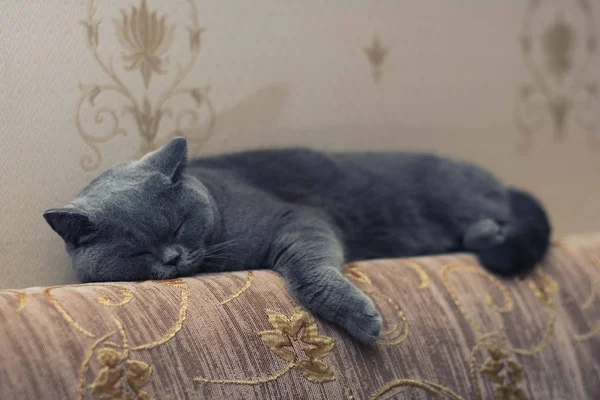 Pisica Britanică Aer Scurt Doarme Canapea — Fotografie, imagine de stoc