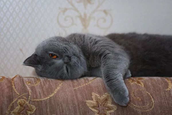 Británico Shorthair Gato Duerme Sofá — Foto de Stock