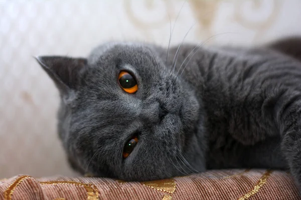 Britanya ile ilgili stenografi kedi kanepede uyur