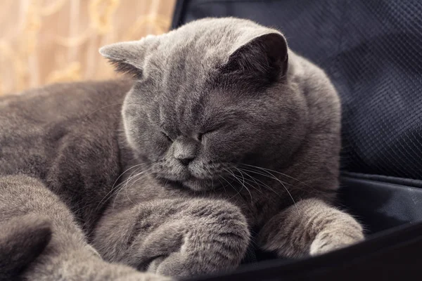 睡在笔记本电脑箱子里的英国短猫 — 图库照片