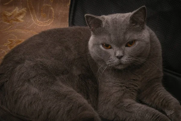 Британська Короткошерста Кішка Відпочиває Ноутбуці Випадку — стокове фото