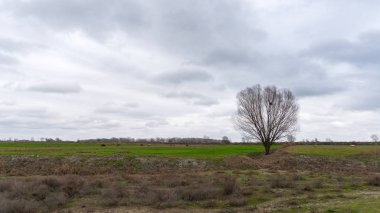 Yalnız çıplak ağaca bir çiftlik alanı