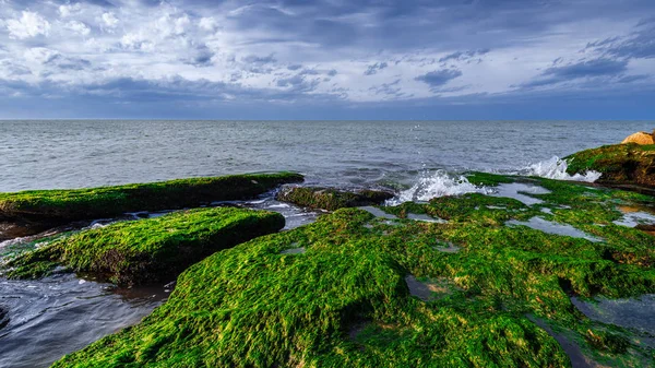 Красочный Морской Берег Зелеными Водорослями — стоковое фото