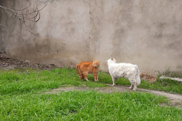 Agresivos gatos enojados antes de luchar en la temporada de primavera —  Fotos de Stock