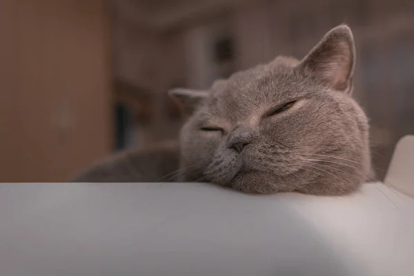 Mignon britannique shorthair chat dort dans un carton boîte — Photo