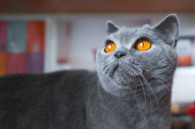 Genç Britanya ile ilgili stenografi kedi portre