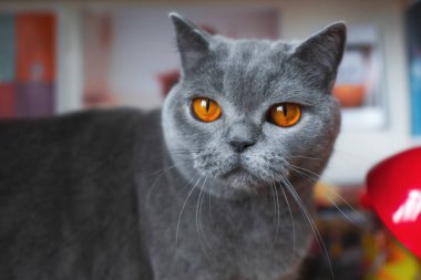 Genç Britanya ile ilgili stenografi kedi portre