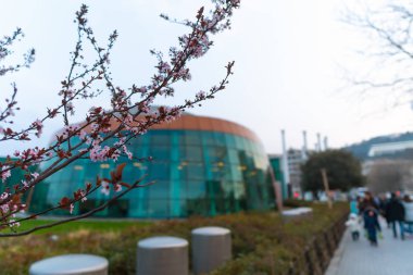 Bakü Ulusal Sahil Parkı 'nda bahar kayısı ağacı çiçeklenme