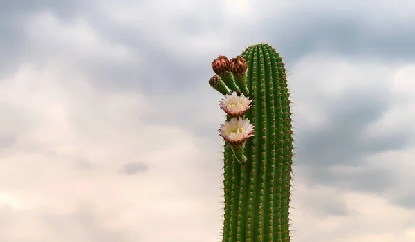 Cactus espinoso esférico grande —  Fotos de Stock