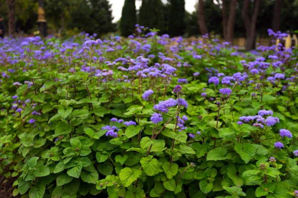 Gentle purple flowers in the flowerbed