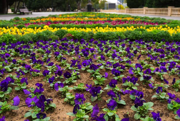 Flowerbed nazik mor çiçekler