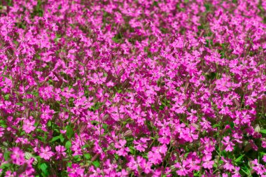 Kırmızı yaprakları ile dekoratif çiçekler