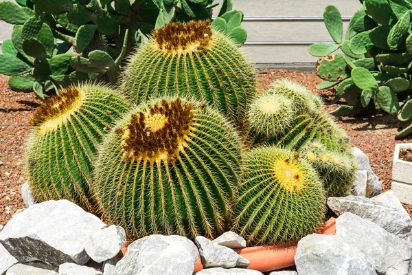 Duży Kaktus sferyczny kolczasty — Zdjęcie stockowe