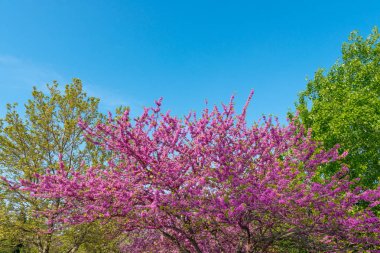 Bahçede Cercis siliquastrum açan ağaç