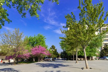 Şehir parkında bahar yeşil ağaçlar