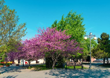 Cercis siliquastrum şehir parkında ağaç açan