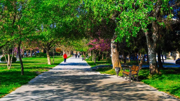 Аллея в весеннем зеленом городском парке — стоковое фото