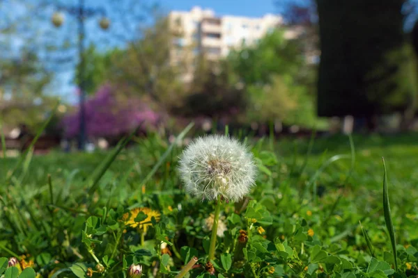 Цветы одуванчика в городском парке — стоковое фото