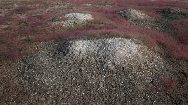 Pelucheux doux herbe rose sur les collines — Photo