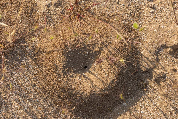 Trou de fourmi dans le sol — Photo