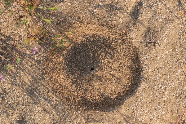 Trou de fourmi dans le sol — Photo
