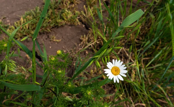 Heřmánek květ v poli — Stock fotografie