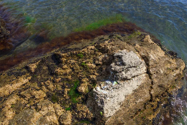Валун, заросший морскими мидиями — стоковое фото