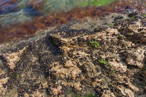 Roca cubierta de mejillones de mar — Foto de Stock