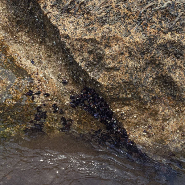 Roca cubierta de mejillones de mar — Foto de Stock