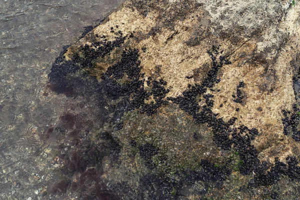Roca cubierta de mejillones de mar — Foto de Stock