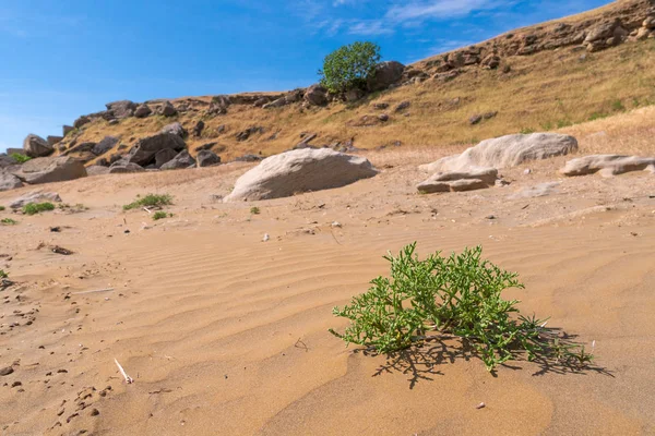 Plante verte dans le sable — Photo